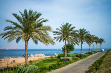 Deniz kıyısında palmiye ağaçları