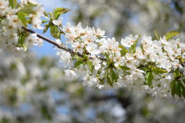 Arka planda çiçek açan ağaç. Beyaz çiçek açan, çiçek açan kiraz ağacı. Bulanık arkaplan