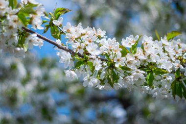 Arka planda çiçek açan ağaç. Beyaz çiçek açan, çiçek açan kiraz ağacı. Bulanık arkaplan