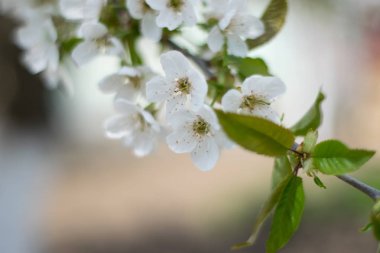 Arka planda çiçek açan ağaç. Beyaz çiçek açan, çiçek açan kiraz ağacı. Bulanık arkaplan