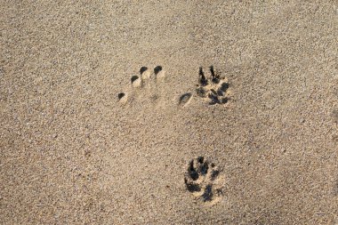Kumun üzerinde patiler var. Köpek izleri, insan izleri.