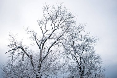 Kış ağaçları. Gökyüzüne karşı kara ağaçlar. Karla kaplı siyah ağaç dalları. Ağaç silueti, ağaçlar. Kartpostal, duvar kağıdı, dekor. Kış, sonbahar peri masalı. Güzel doğa.