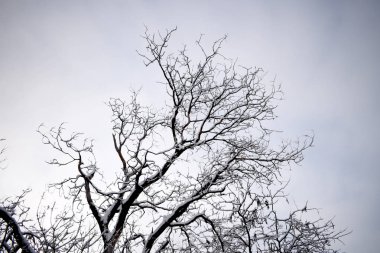 Kış ağaçları. Gökyüzüne karşı kara ağaç. Karla kaplı siyah ağaç dalları. Ağaç silueti, ağaçlar. Kartpostal, duvar kağıdı, dekor. Kış, sonbahar peri masalı. Güzel doğa.