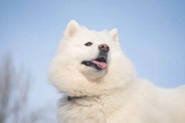 白いサモエド犬屋外 — ストック写真