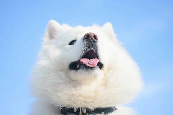 Beyaz Samoyed Köpek Açık Havada — Stok fotoğraf