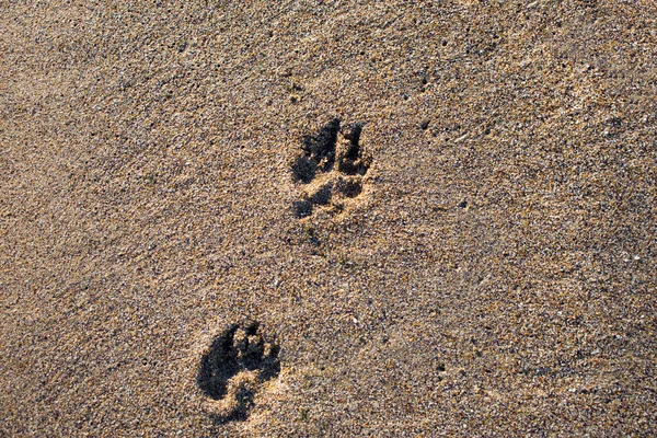 Ίχνη Ποδιών Στην Άμμο Ίχνη Σκύλου Ανθρώπινα Ίχνη — Φωτογραφία Αρχείου