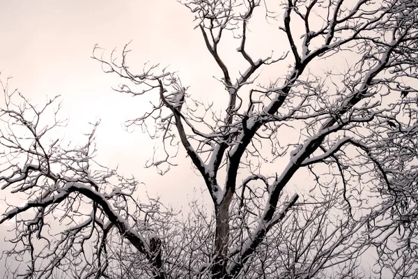 ウィンターツリー 空に向かって黒い木 雪で覆われた木の黒い枝 木のシルエット ポストカード 秋のおとぎ話 美しい自然 — ストック写真