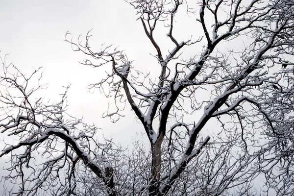 Árboles Invierno Árbol Negro Contra Cielo Ramas Negras Árbol Cubiertas —  Fotos de Stock