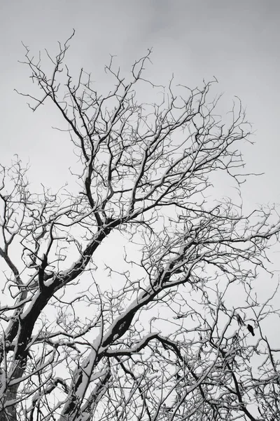 Winter Trees Black Trees Sky Black Branches Trees Covered Snow — Stock Photo, Image