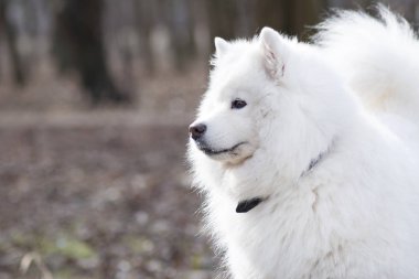 Güzel bokeh Samoyed köpek. Güzel kabarık beyaz köpek. İnanılmaz hayvan Park
