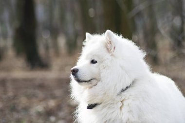 Güzel bokeh Samoyed köpek. Güzel kabarık beyaz köpek. İnanılmaz hayvan Park