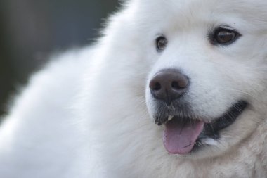 Güzel bokeh Samoyed köpek. Güzel kabarık beyaz köpek. İnanılmaz hayvan Park