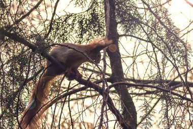 güzel bokeh ağaçların dallarında Kızıl sincap. Bir kemirgen bir ağaç üzerinde güzel portresi. Vahşi hayvanlar