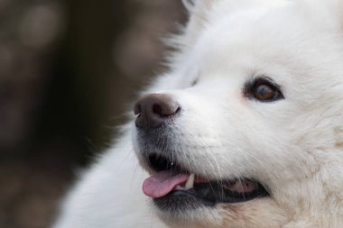 Güzel bokeh Samoyed köpek. Güzel kabarık beyaz köpek. İnanılmaz hayvan Park