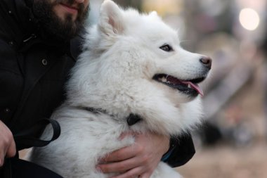 Güzel Samoyed köpek sahibi ile yürüyor. Yakışıklı adam şirin köpeğiyle oynuyor