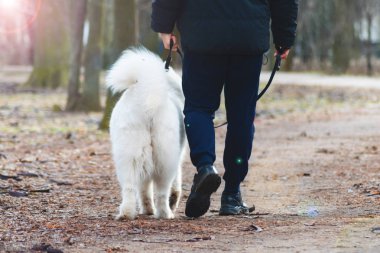 Güzel Samoyed köpek sahibi ile yürüyor. Yakışıklı adam şirin köpeğiyle oynuyor