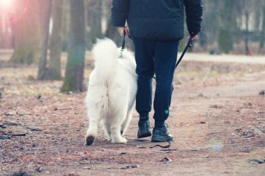 Güzel Samoyed köpek sahibi ile yürüyor. Yakışıklı adam şirin köpeğiyle oynuyor