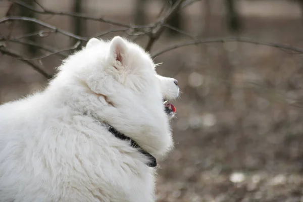 Câine Samoyed cu bokeh frumos. Frumos câine alb pufos. Animal uimitor în parc — Fotografie, imagine de stoc