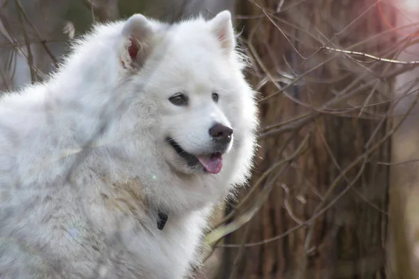 Samojedvalpar hund med vacker bokeh. Vackra fluffig vit hund. Fantastiska djur i parken — Stockfoto