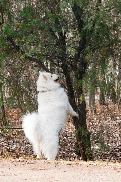萨莫耶德狗与美丽的波克。美丽蓬松的白色狗。公园里惊人的动物 — 图库照片