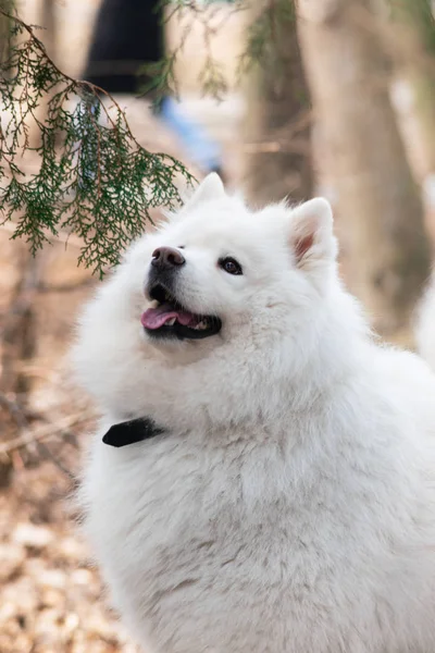 Perro samoyedo con hermoso bokeh. Hermoso perro blanco esponjoso. Increíble animal en el parque — Foto de Stock