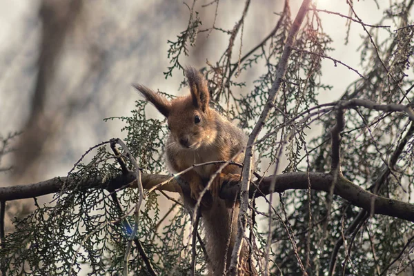 Écureuil roux dans les branches des arbres avec un beau bokeh. Beau portrait d'un rongeur sur un arbre. Animaux sauvages — Photo