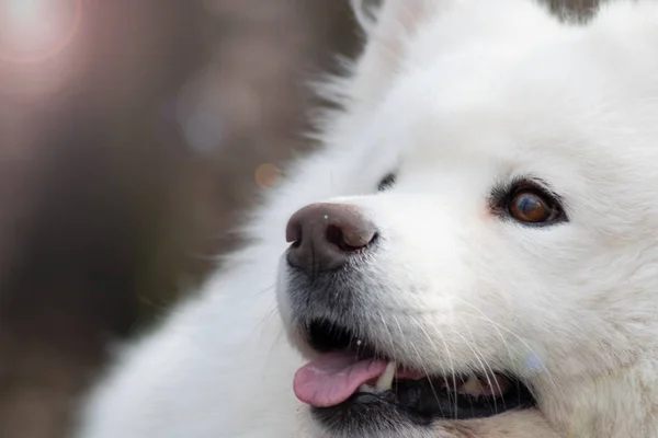 Cão de Samoyed com belo bokeh. Bonito cachorro branco fofo. Animal incrível no parque — Fotografia de Stock