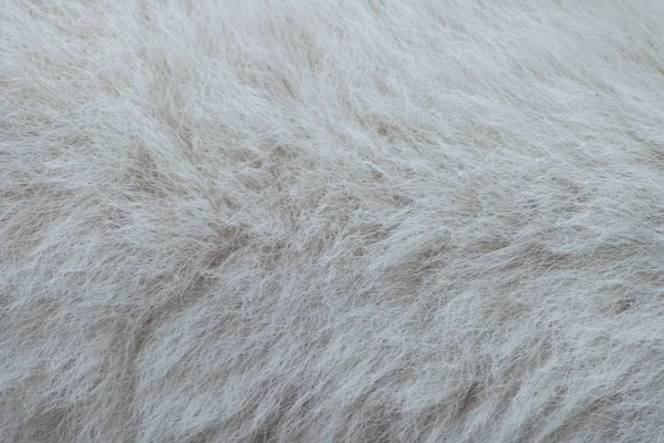 Texture White Shaggy Fur Detail Sheep Fur Dog Fur Close — Stock Photo, Image