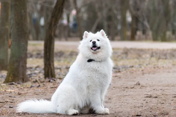Perro samoyedo. Hermoso perro blanco esponjoso. Increíble animal en el parque —  Fotos de Stock