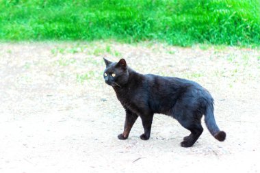 Arka planda kara kedi