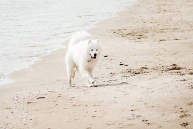 Sahilde beyaz samoed köpek 