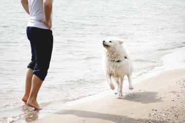 Samoyed köpeği sahibini kumsalda eğlendiriyor. Komik köpek deniz kıyısında bir adamla oynuyor.