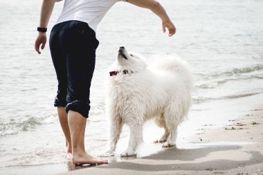 Samoyed köpeği sahibini kumsalda eğlendiriyor. Komik köpek deniz kıyısında bir adamla oynuyor.