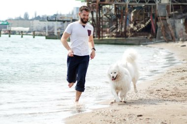 Samoyed köpeği sahibini kumsalda eğlendiriyor. Komik köpek deniz kıyısında bir adamla oynuyor.