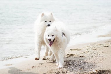 Sahilde beyaz samoed köpekler 