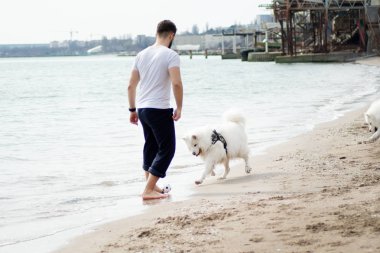 Sahilde top ve samoed köpek oynayan bir adam.