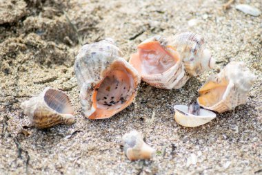 Kumsalda kumsalda deniz kabukları