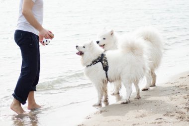 Samoyed köpekleri sahibine kumsalda iyi eğlenceler. Komik köpekler deniz kıyısında bir adamla oynuyorlar.