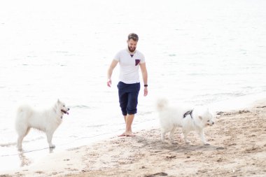 Samoyed köpekleri sahibine kumsalda iyi eğlenceler. Komik köpekler deniz kıyısında bir adamla oynuyorlar.