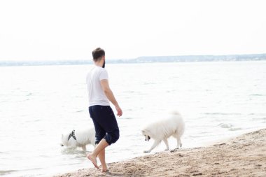 Samoyed köpekleri sahibine kumsalda iyi eğlenceler. Komik köpekler deniz kıyısında bir adamla oynuyorlar.