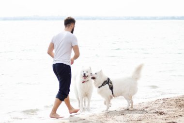 Samoyed köpekleri sahibine kumsalda iyi eğlenceler. Komik köpekler deniz kıyısında bir adamla oynuyorlar.