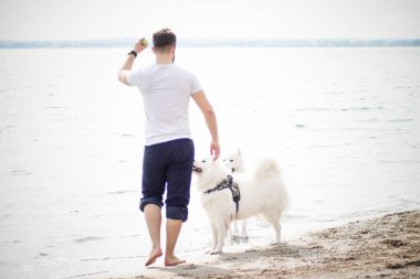 Samoyed köpekleri sahibine kumsalda iyi eğlenceler. Komik köpekler deniz kıyısında bir adamla oynuyorlar.