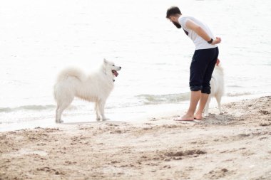 Samoyed köpekleri sahibine kumsalda iyi eğlenceler. Komik köpekler deniz kıyısında bir adamla oynuyorlar.