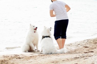 Samoyed köpekleri sahibine kumsalda iyi eğlenceler. Komik köpekler deniz kıyısında bir adamla oynuyorlar.