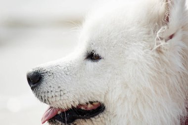  Beyaz Samoyed köpek açık havada 