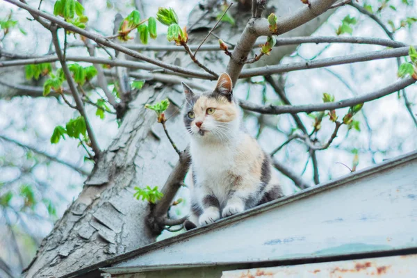 정원에서 지붕에 귀여운 고양이 — 스톡 사진