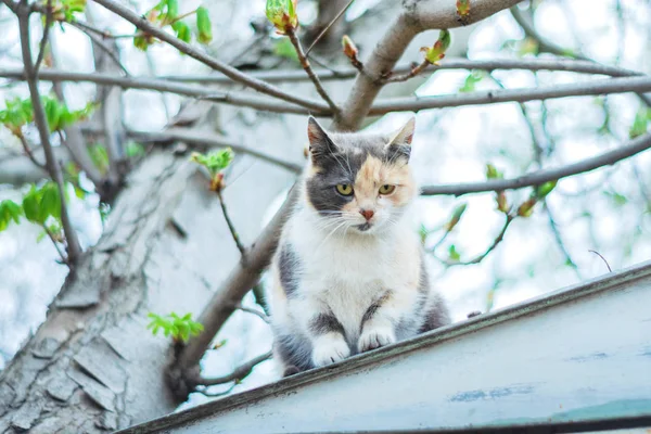 정원에서 지붕에 귀여운 고양이 — 스톡 사진