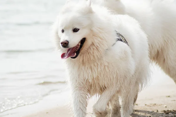 Cães Brancos Samoyed Praia — Fotografia de Stock