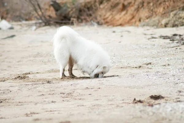 Chien Samoyed Blanc Sur Plage — Photo