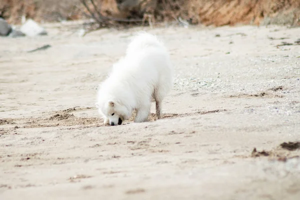 Λευκό Samoyed Σκυλί Στην Παραλία — Φωτογραφία Αρχείου